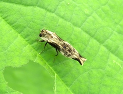 Agrilus langei
