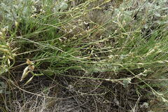 Astragalus tenuifolius