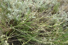 Astragalus tenuifolius