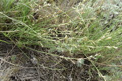 Astragalus tenuifolius