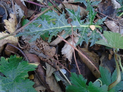 Acanthus spinosus