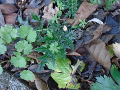 Acanthus spinosus