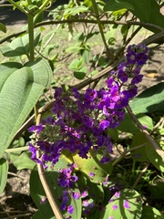 Pleroma heteromallum