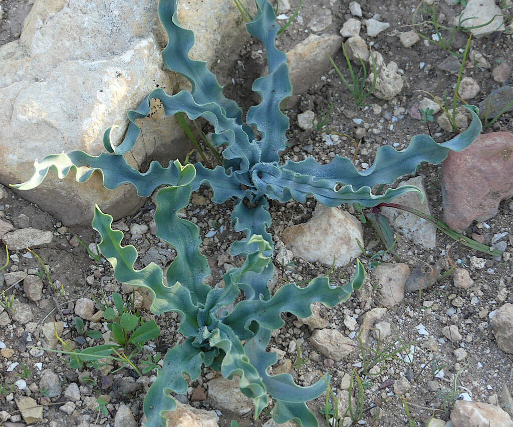 Drimia serotina