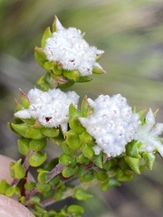 Phylica debilis