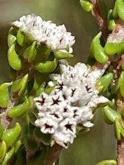 Phylica debilis