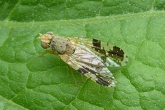 Tephritis bardanae