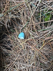 Turdus philomelos clarkei