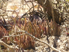 Tulista pumila
