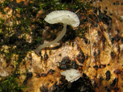Delicatula integrella