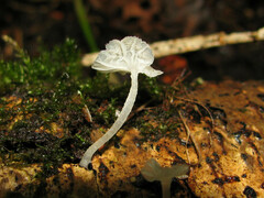 Delicatula integrella