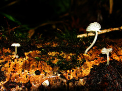 Delicatula integrella