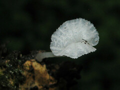 Delicatula integrella