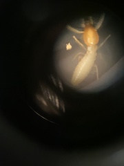 Coptotermes formosanus