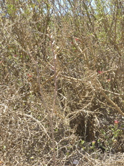 Tulista pumila