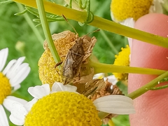 Stictopleurus punctatonervosus