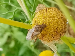 Stictopleurus punctatonervosus