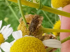 Stictopleurus punctatonervosus
