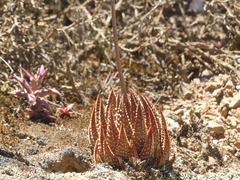 Tulista pumila
