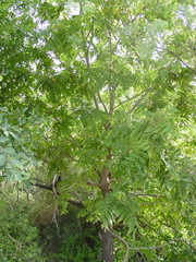 Juglans mollis