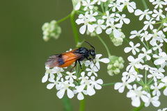 Arge cyanocrocea
