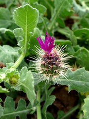 Centaurea sphaerocephala