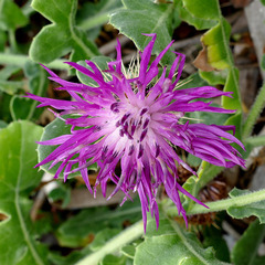 Centaurea sphaerocephala