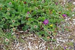 Centaurea sphaerocephala