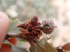 Disholcaspis pedunculoides