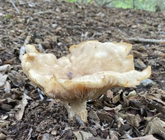 Clitocybe brunneocephala
