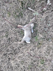 Oryctolagus cuniculus