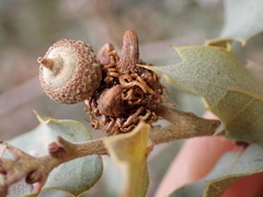 Disholcaspis pedunculoides