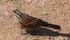 Emberiza capensis limpopoensis