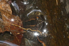 Occidozyga martensii