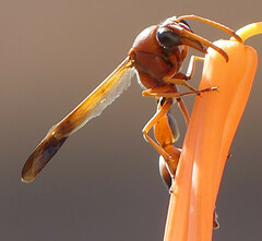 Delta dimidiatipenne