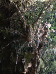 Pandercetes gracilis