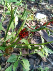 Spartocera
