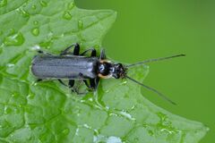 Cantharis obscura