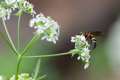 Argogorytes mystaceus
