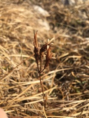 Gentiana pneumonanthe