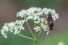Argogorytes mystaceus