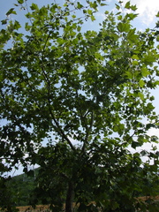 Platanus rzedowskii