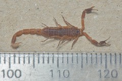 Pseudolychas ochraceus
