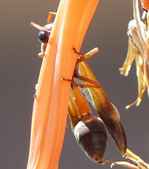 Delta dimidiatipenne