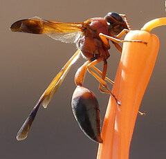 Delta dimidiatipenne