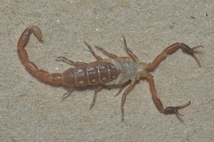 Pseudolychas ochraceus