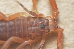 Pseudolychas ochraceus