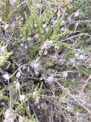 Eriocephalus ericoides