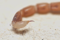 Pseudolychas ochraceus
