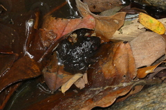 Limnonectes gyldenstolpei